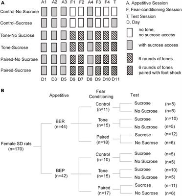 Compulsive Eating in a Rat Model of Binge Eating Disorder Under Conditioned Fear and Exploration of Neural Mechanisms With c-fos mRNA Expression